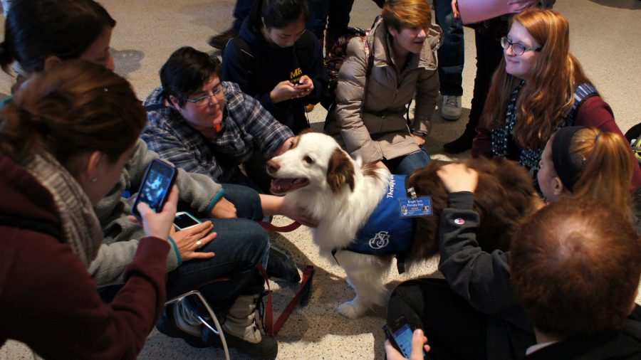SLIDESHOW: Therapy Dogs at UMass