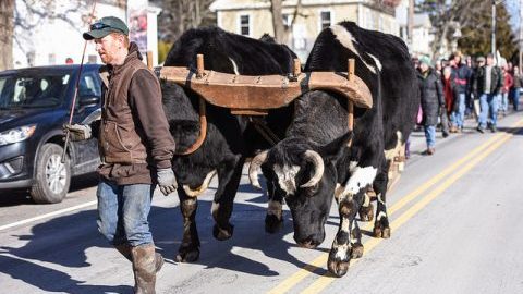 Oxen in the streets of Northampton