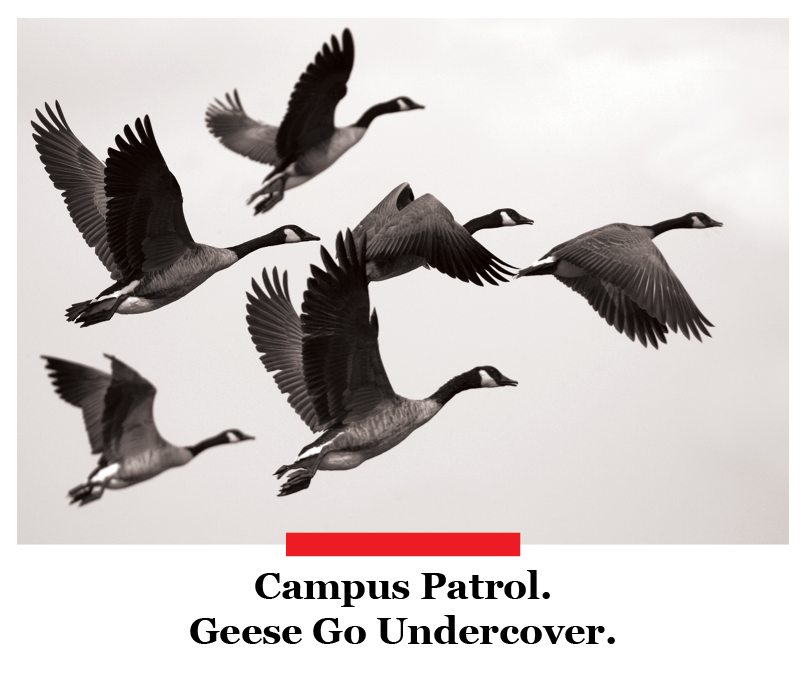 Morning Wood: Campus geese: Friend, foe or fighter