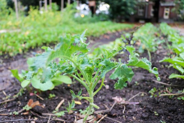 Food forests are the next step for UMass