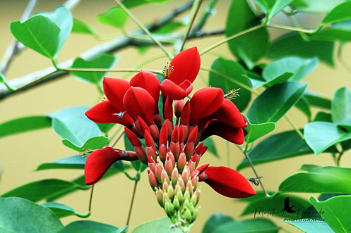 Prosperity and pollination goes on by Malitha Daminda. Photo courtesy of Wikimedia Commons. 