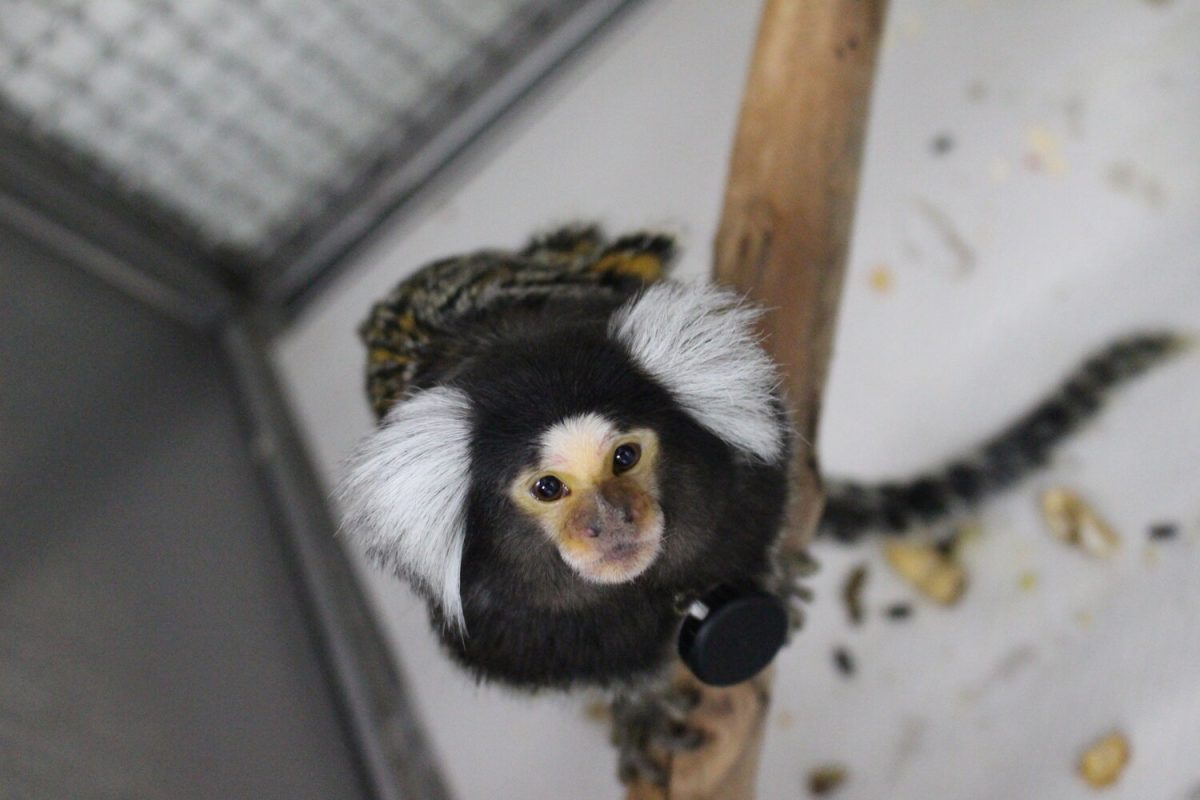 Lacreuse Lab marmoset wears the Fitbit-collar. From Lacreuse Lab website.